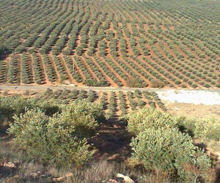 مقتل مدني على يد عنصر من الجيش...