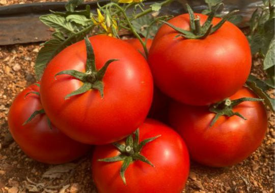 متجاوزا 5500 ل.س للكيو الواحد....