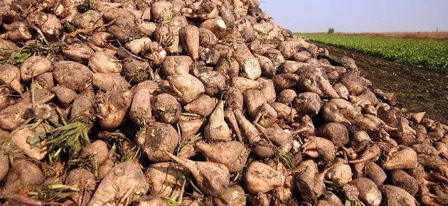 "تفل" الشوندر يعرقل بيع المقنن...