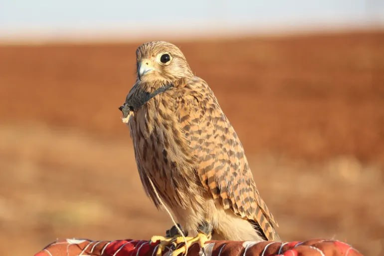 "بيع أحدها بـ 310 مليون ليرة"....