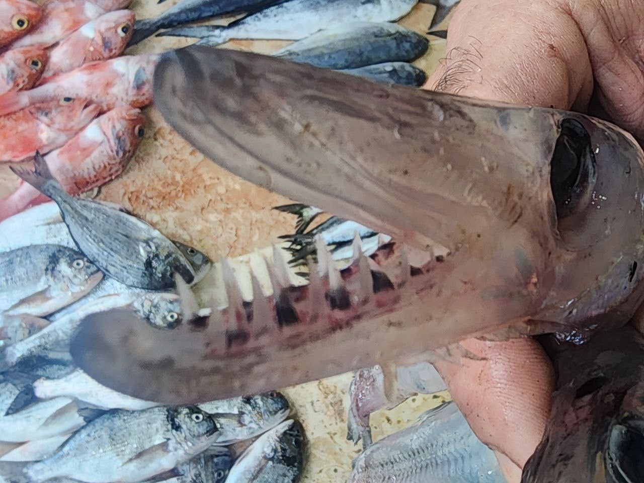 بالصور .. العثور على سمكة غريب...