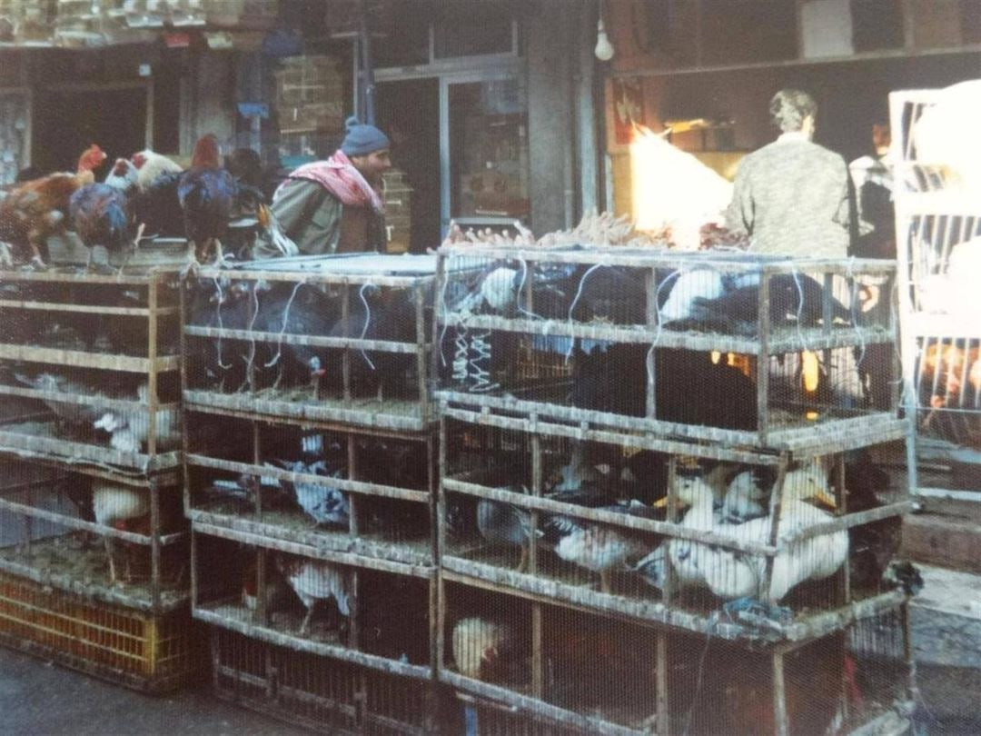 إقرار رسمي بتحول سوق الطيور في...