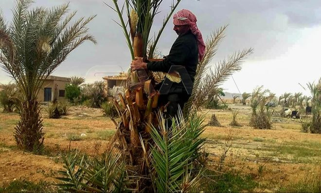 إنتاج سوريا من التمور لا يكفي...