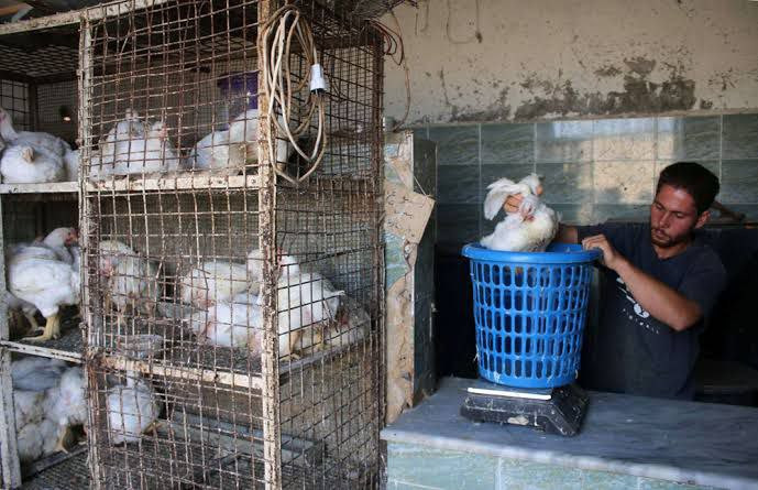 سوريا.. خسائر كبيرة تلحق بمربي...