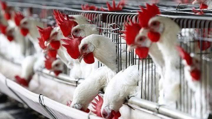 ارتفاع أسعار الأدوية البيطرية...