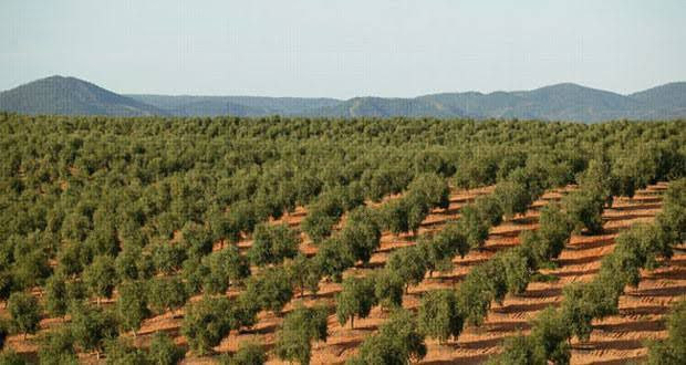 اتهامات تطال وزارة الزراعة بال...