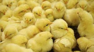 الغلاء يطال الصيصان في مناطق ا...