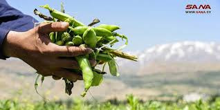 مزارعو الفول يعانون من كساد مح...