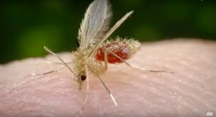 حماة تسجل 4500 إصابة جديدة بمر...