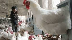 رئيس لجنة تربية الدواجن في اتحاد غرف الزراعة" 24% من المربين المتوقفين عادوا إلى العمل"