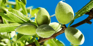 مزارعو اللوزيات  في مناطق النظ...