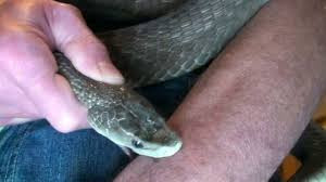 أفعى تظهر في مساكن برزة  لم تر...