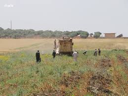 محصول الكمون يتضرر بالهطولات ا...