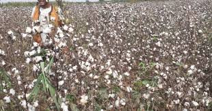تراجع كبير في زراعته.. القطن ومعوقات تقف أمام زيادة الإنتاج