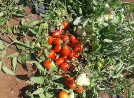 اقتصاديون موالون" تدهور القطاع...