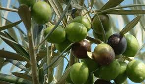 مديرة مكتب الزيتون، التابع للن...