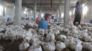 دجاج مباع في درعا يثير استغراب...