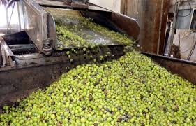 3 ملايين شجرة زيتون في محافظة ريف  دمشق والانتاج يتجاوز 40 ألف طن 