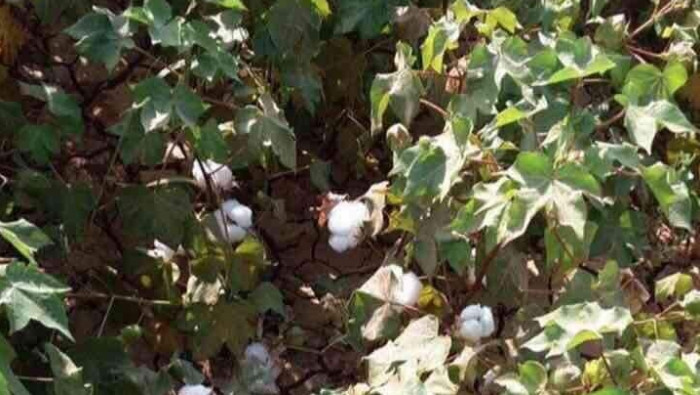 الآفات والأمراض تفتك بموسم الق...