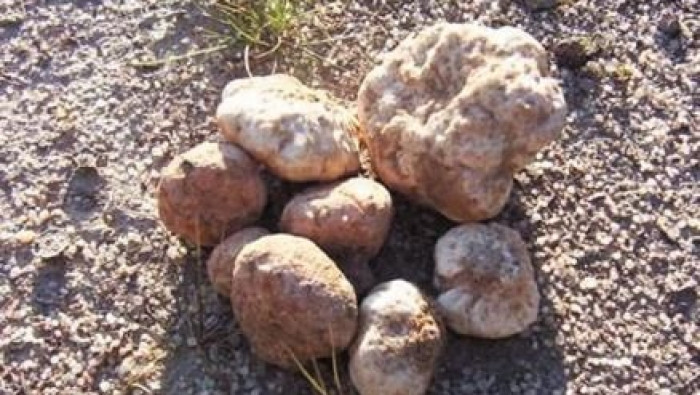 "الكمأة" تدخل إدلب ولكنها! 