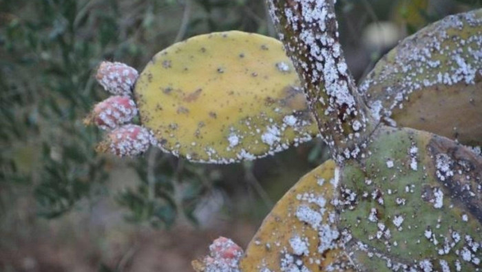 "المن القطني" يفتك بثمار الصبا...