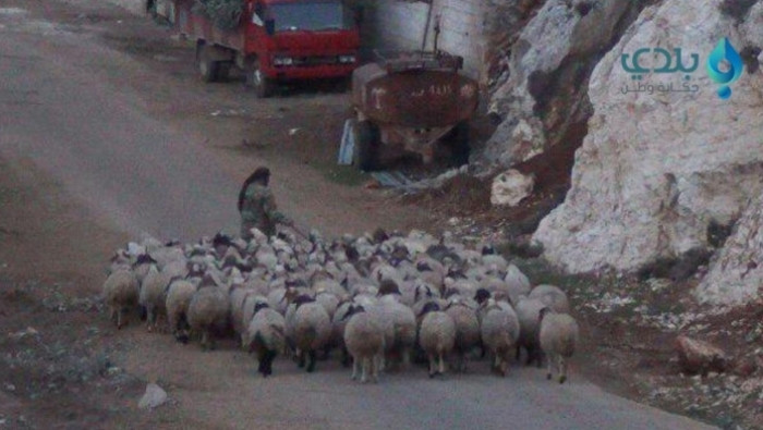 للحفاظ عليها.. محلي إعزاز يمنع...