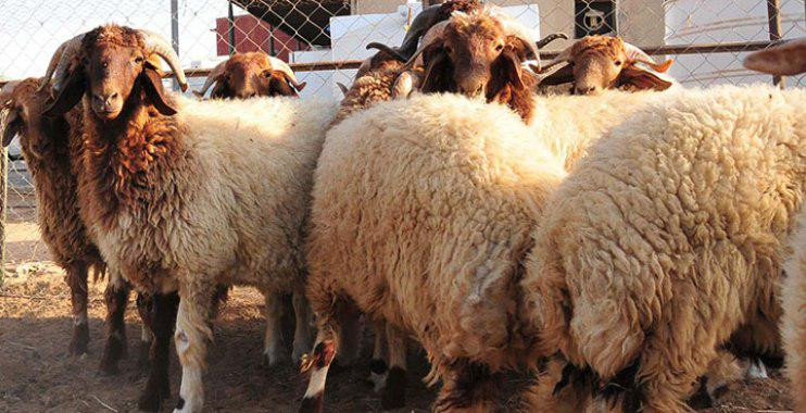 أضحية العيد.. تكاليف باهظة و"ك...