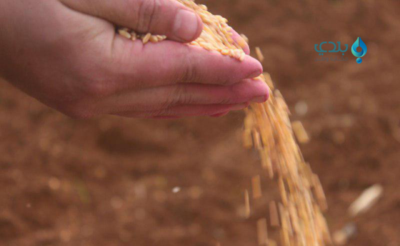 خلاف على أسعار القمح يهدد إنتا...