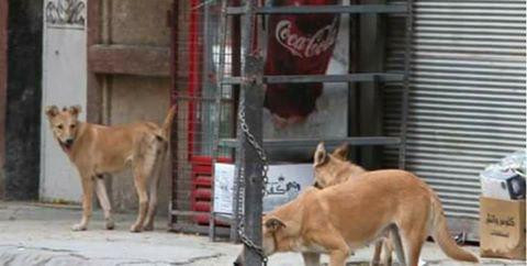 طرطوس تشكو "الكلاب القاتلة".....