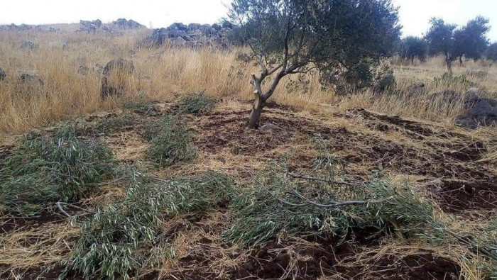 التحطيب العشوائي يهدد الثروة ا...