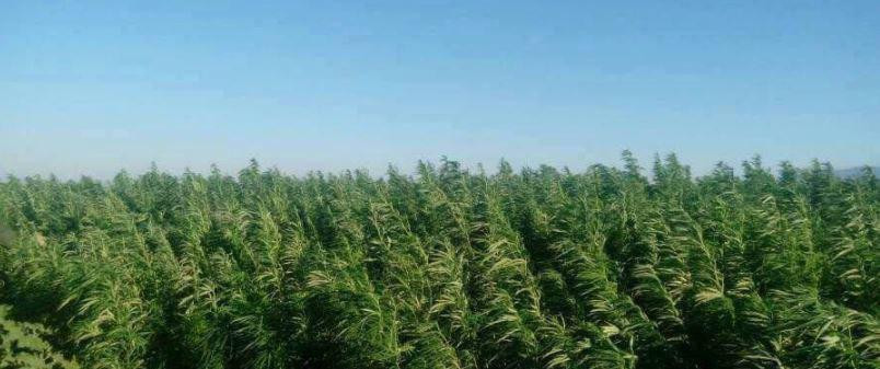 "حزب الله" يحتكر زراعة "الحشيش...