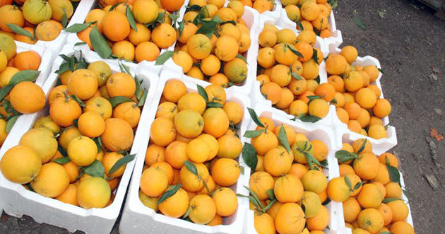 في عهد الأسد.. حتى الحمضيات أص...