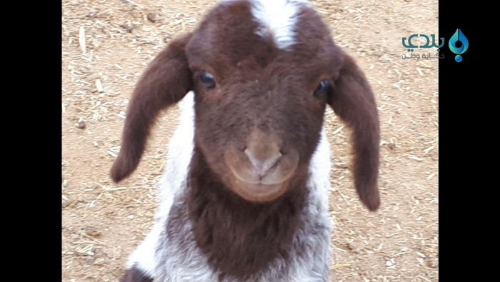 كارثة تحل بمربّي المواشي الناز...