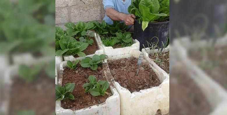 موالو الأسد في الساحل يستنسخون...