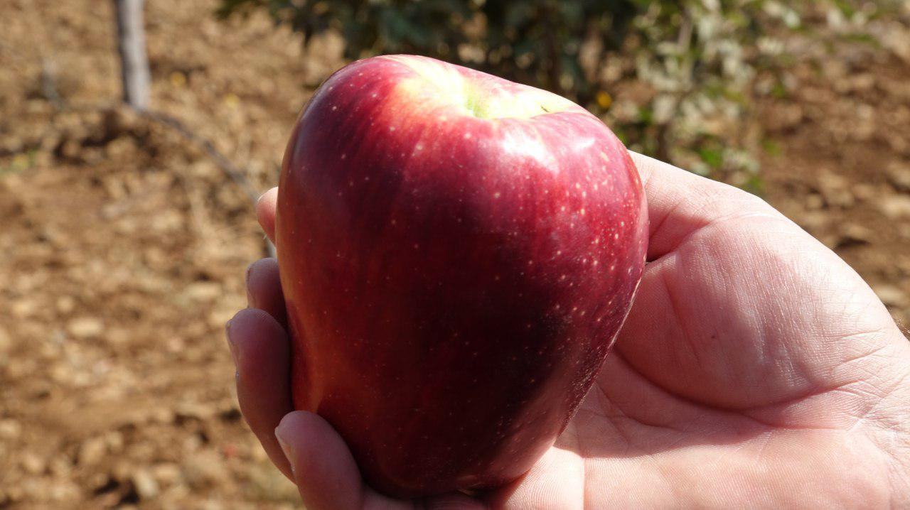 الأمراض وحصار النظام و"الجمارك...