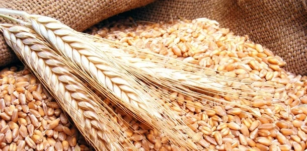 هيئة الحبوب السورية تدرس عروضاً لشراء 200 ألف طن من القمح.. والمناقصة لم تُحسم بعد