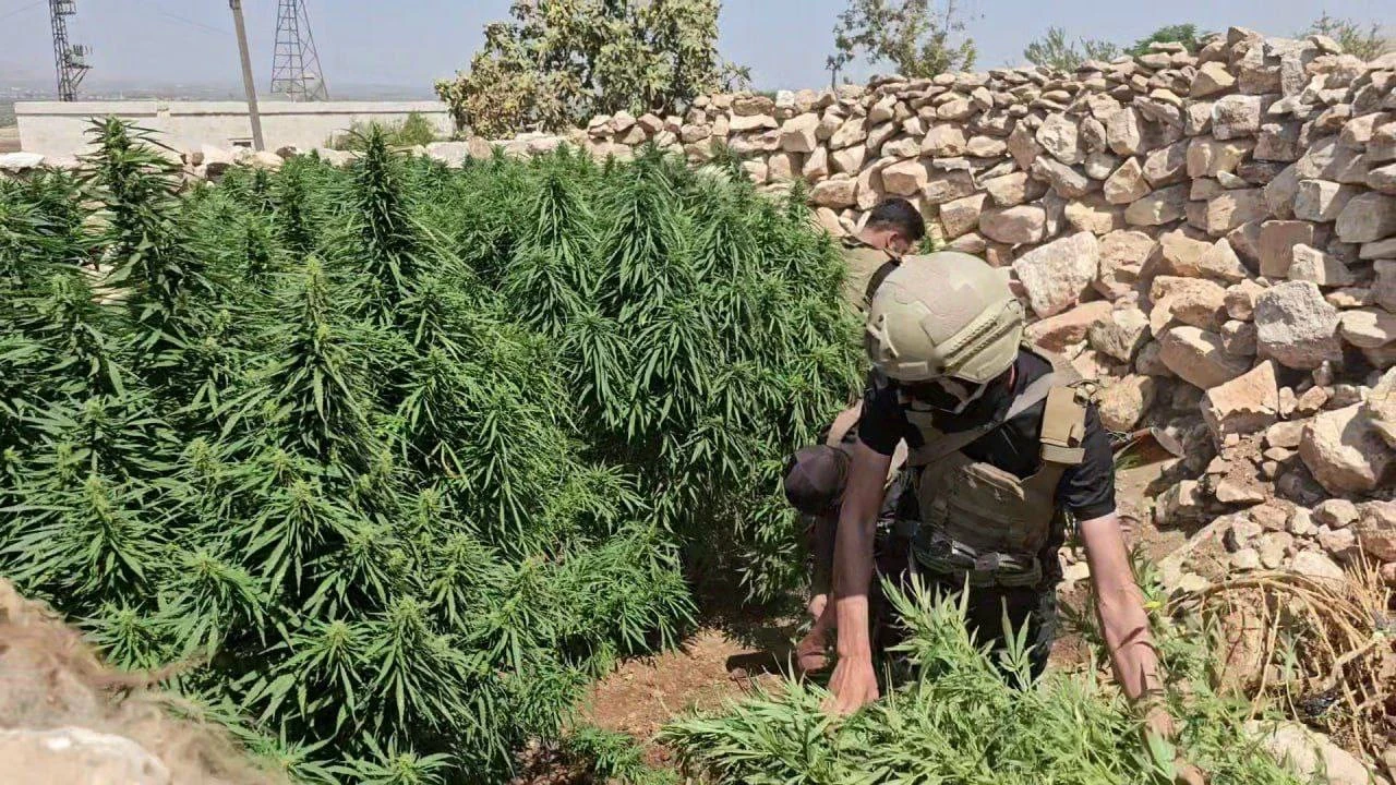 القوات الأمنية تضبط مزرعة "حشي...