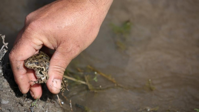 محكمة أمريكية تنعقد لأجل ضفدعة...