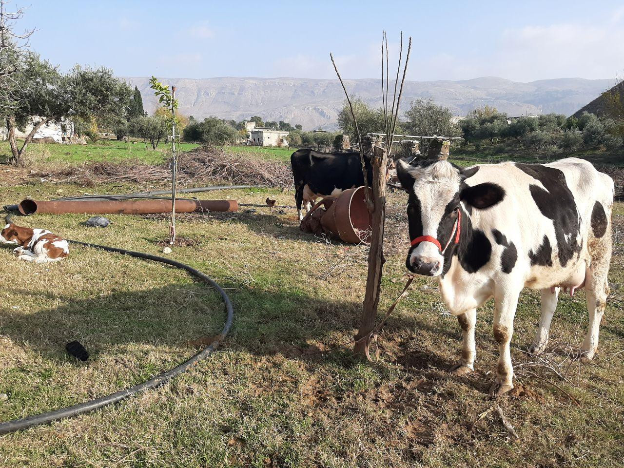 كيف انعكست الحرب في سوريا على...