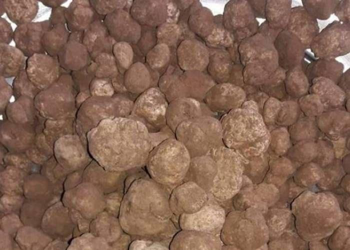 ميليشيات النظام تسرق الكمأة من...