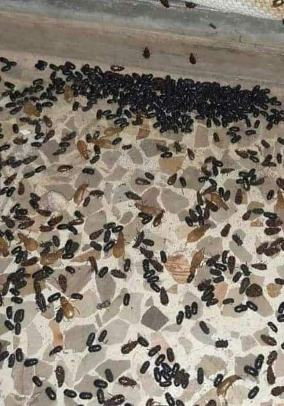 بالصور.. الحشرات تغزو مناطق سي...