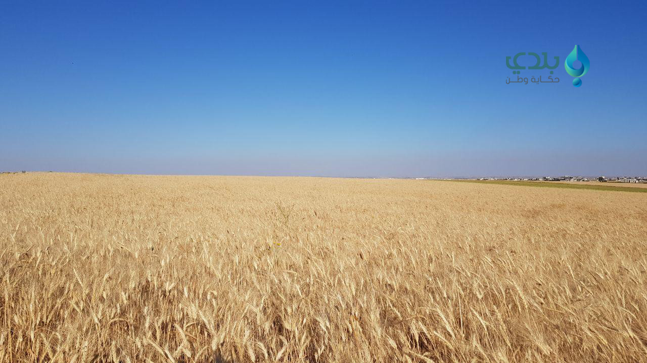 الحكومة المؤقتة تُحدد سعر كيلو...