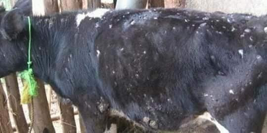 نتيجة إهمال النظام.. الجدري يف...