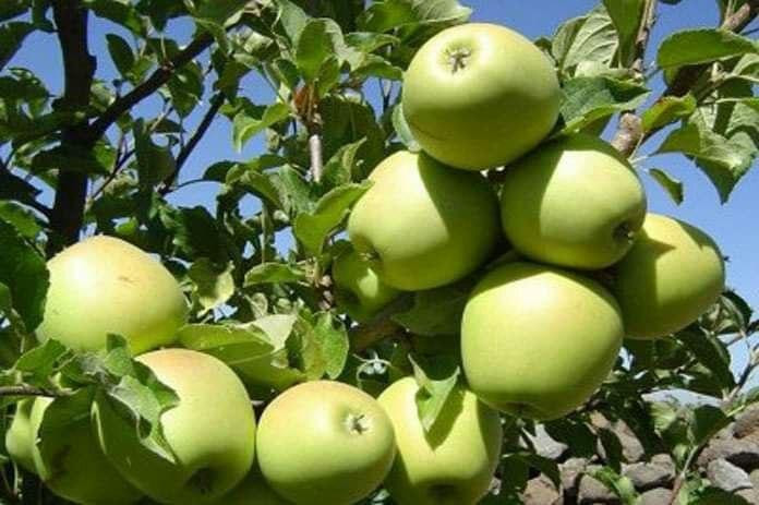 بماذا طالب "مزارعو السويداء" ح...