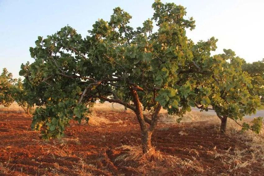 "حزب البعث" يستولي على محصول "...
