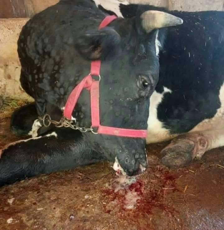 الأبقار النافقة تحرك حكومة الن...