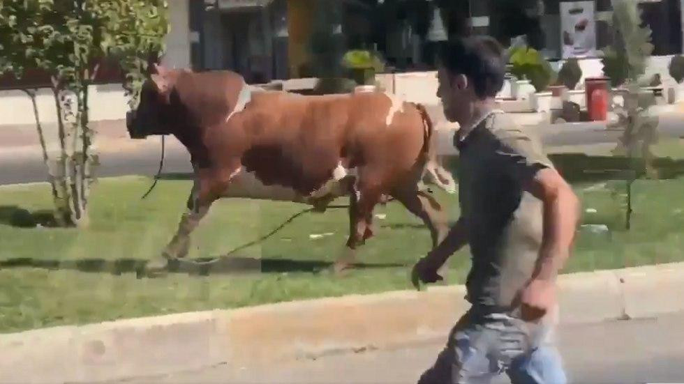 بالفيديو.. مطاردة بين "أضحية"...