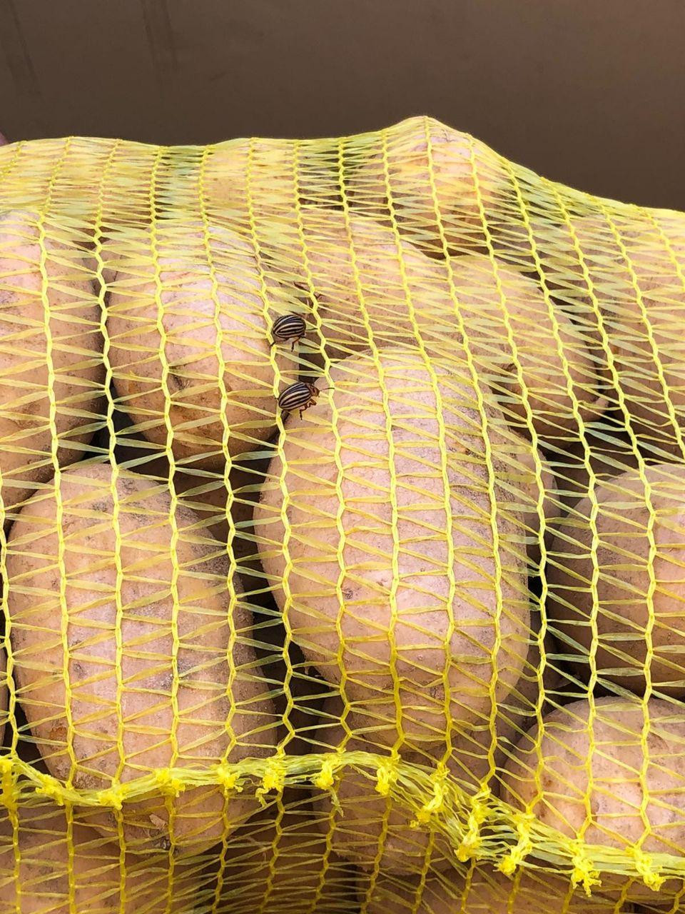 "محلي الراعي" يتلف شحنة بطاطا...