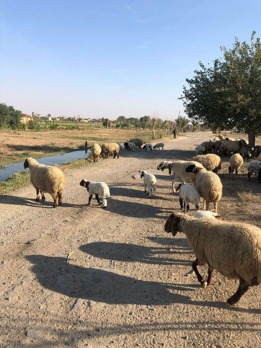 أمريكا تعلن دعم الزراعة بديرال...