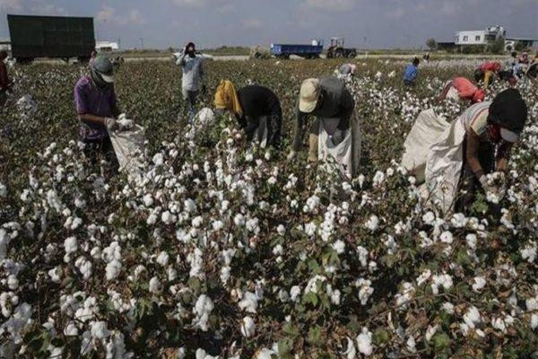 حكومة النظام ترفع سعر القطن وم...